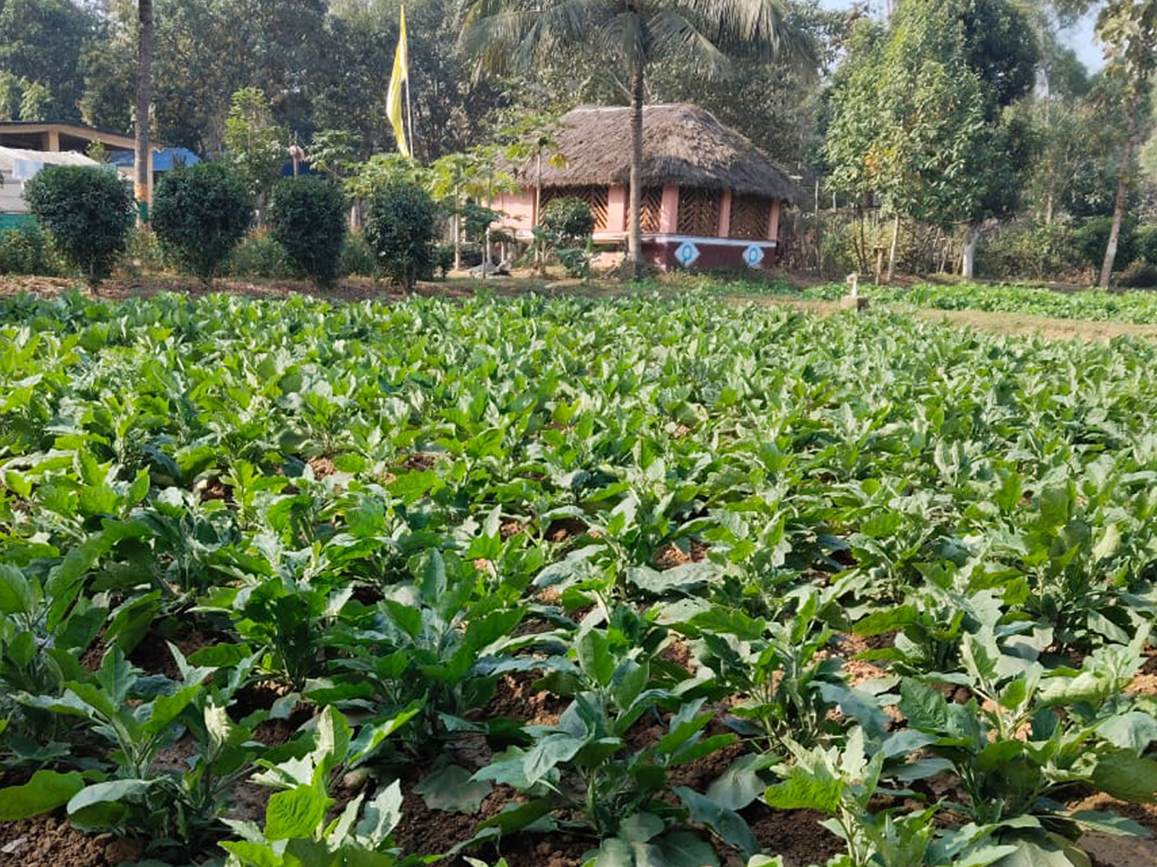 ORGANIC VEGETABLE PRODUCE FOR USE OF ADDICTS